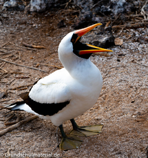 Galapagos-Tiere19.jpg